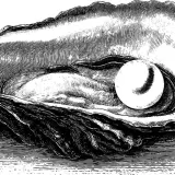An intricate black and white oyster shell drawing reveals a lustrous pearl nestled within.