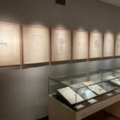 Botanical illustrations, each with delicate framing in art, are displayed on a wall above glass display cases filled with pressed plants.