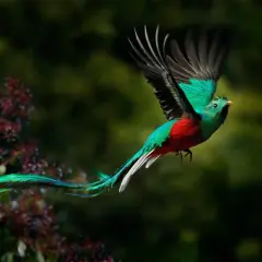 A resplendent quetzal, a bird with vibrant green and red plumage, flies gracefully. Its long, flowing tail feathers trail behind it like a silken ribbon.