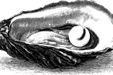 An intricate black and white oyster shell drawing reveals a lustrous pearl nestled within.
