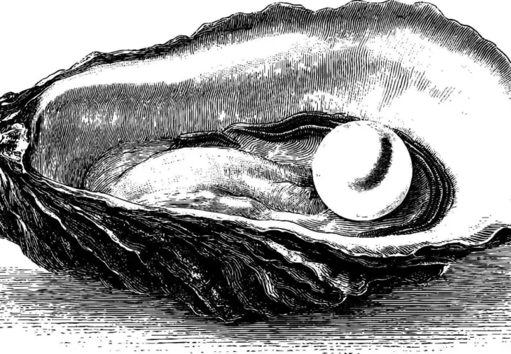 An intricate black and white oyster shell drawing reveals a lustrous pearl nestled within.
