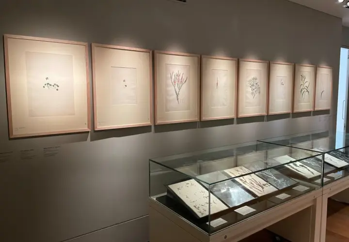 Botanical illustrations, each with delicate framing in art, are displayed on a wall above glass display cases filled with pressed plants.