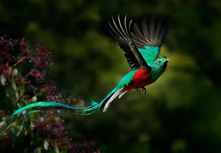 A resplendent quetzal, a bird with vibrant green and red plumage, flies gracefully. Its long, flowing tail feathers trail behind it like a silken ribbon.