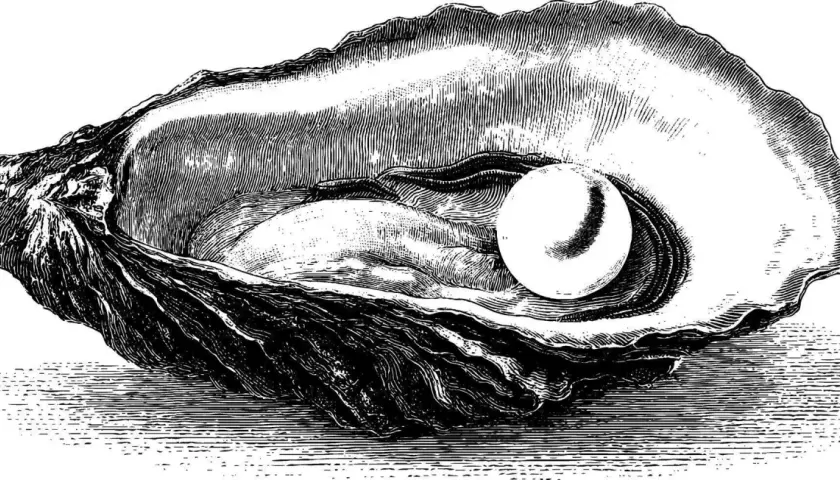 An intricate black and white oyster shell drawing reveals a lustrous pearl nestled within.