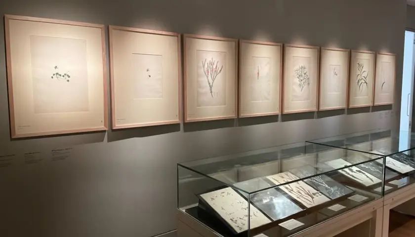 Botanical illustrations, each with delicate framing in art, are displayed on a wall above glass display cases filled with pressed plants.