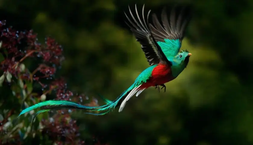 A resplendent quetzal, a bird with vibrant green and red plumage, flies gracefully. Its long, flowing tail feathers trail behind it like a silken ribbon.
