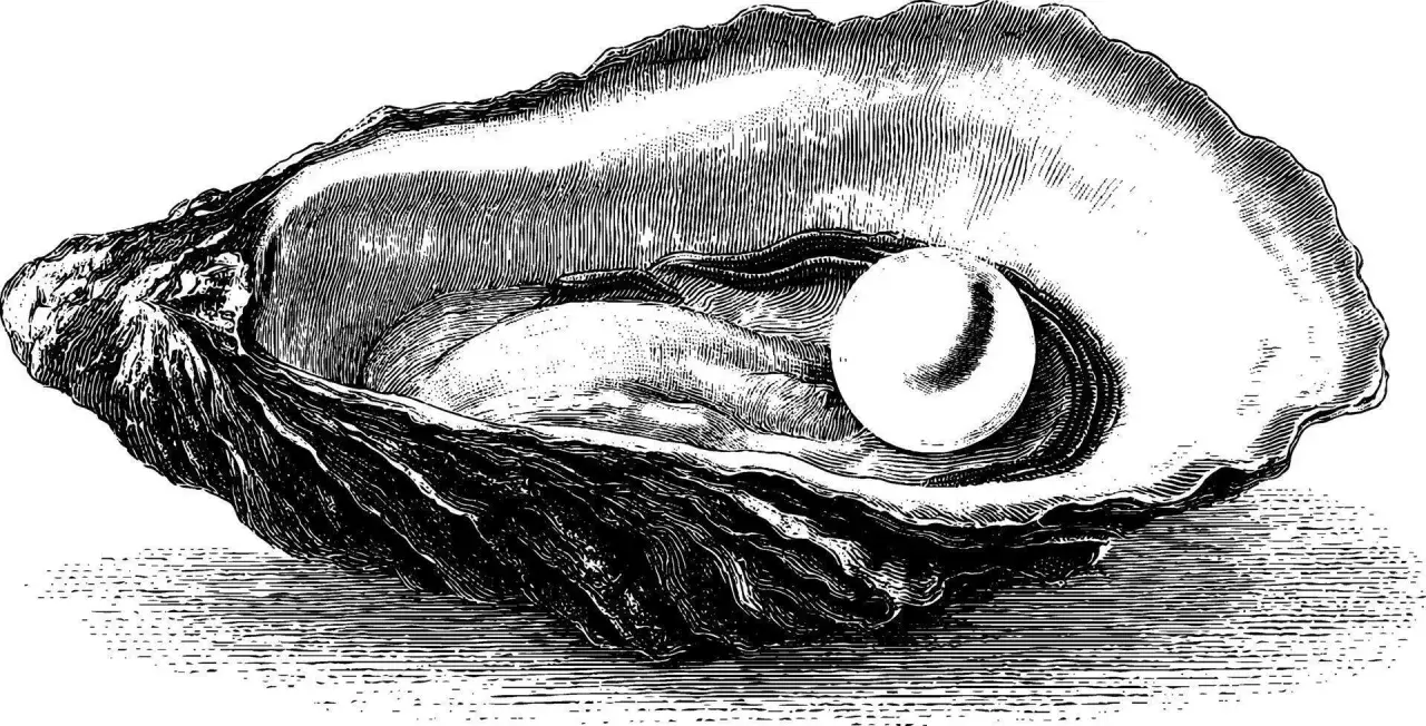 An intricate black and white oyster shell drawing reveals a lustrous pearl nestled within.