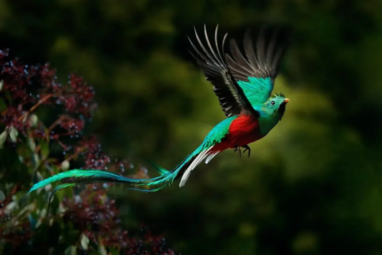 A resplendent quetzal, a bird with vibrant green and red plumage, flies gracefully. Its long, flowing tail feathers trail behind it like a silken ribbon.