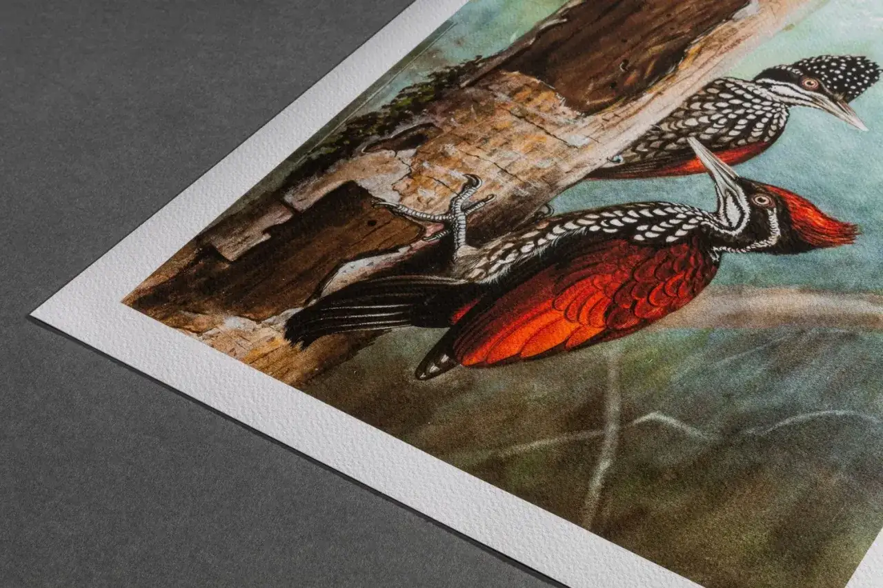 Fine art photography captures two vibrant woodpeckers perched on a textured tree trunk, their crimson and black plumage a striking contrast against the soft, blurred background.