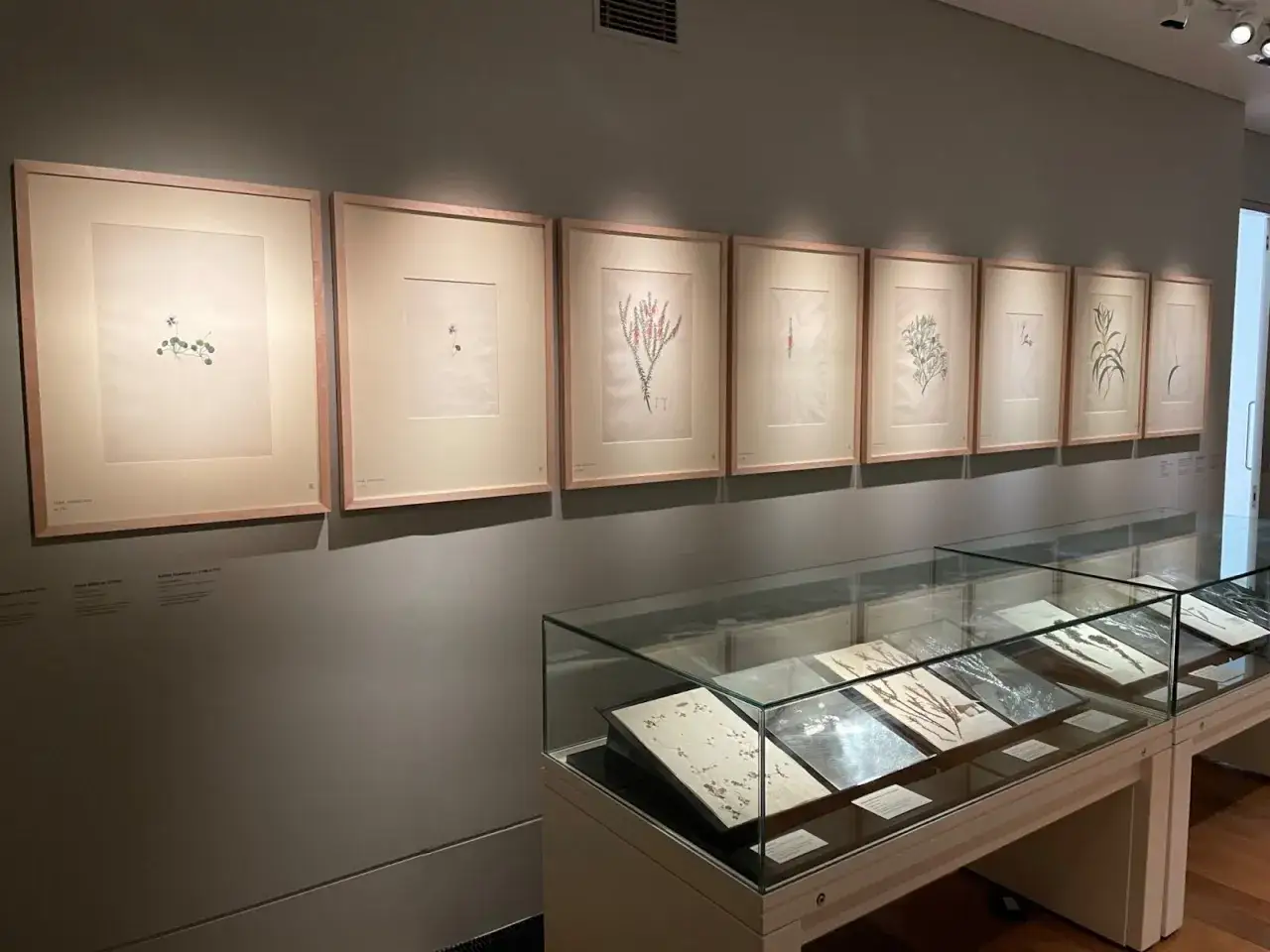 Botanical illustrations, each with delicate framing, are displayed on a wall above glass cases showcasing pressed plants.